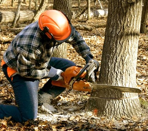 Tree Removal in Grand Chain, IL